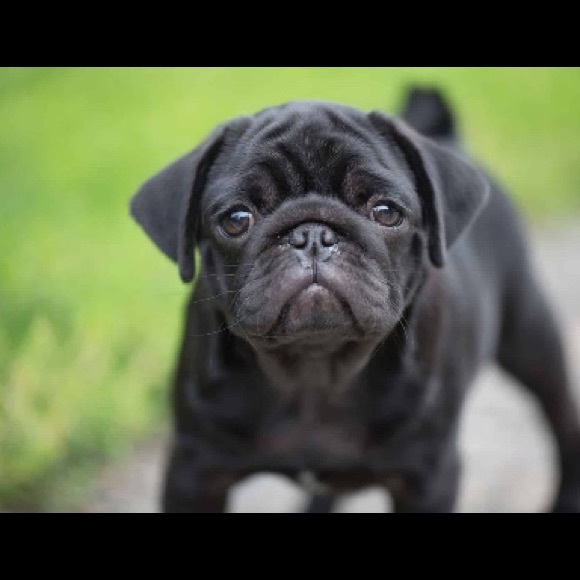 Meet your Posher, Dream - Picture 2 of 2